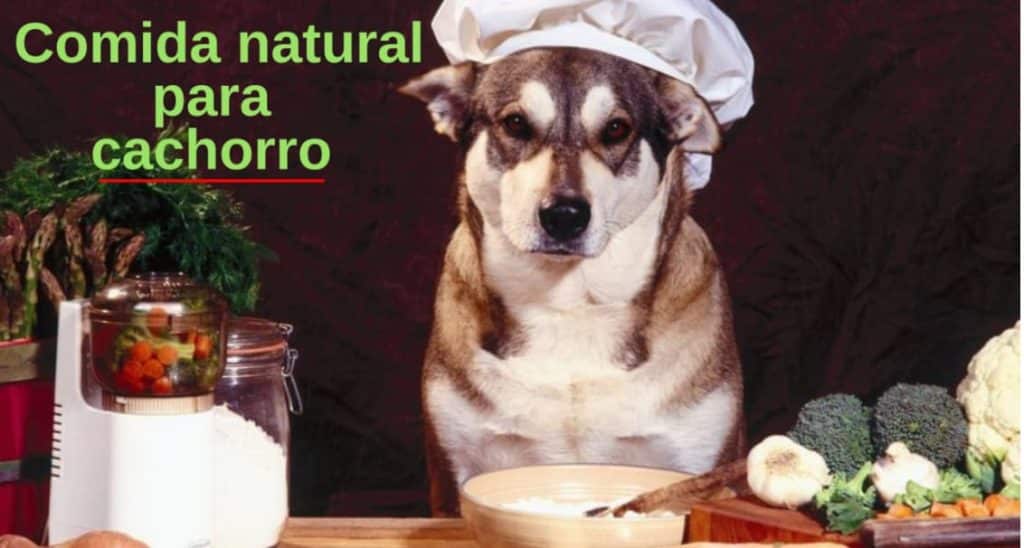 Comida Natural Para Cachorro